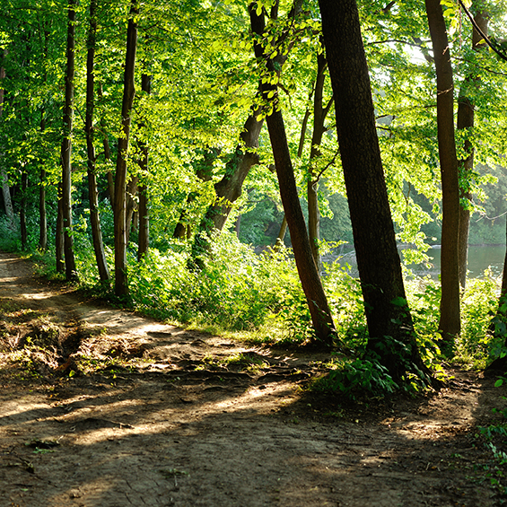 A forest trail at dusk